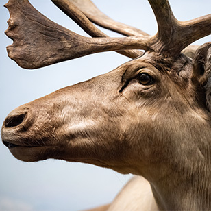 A close-up image of a male Caribou with antlers.